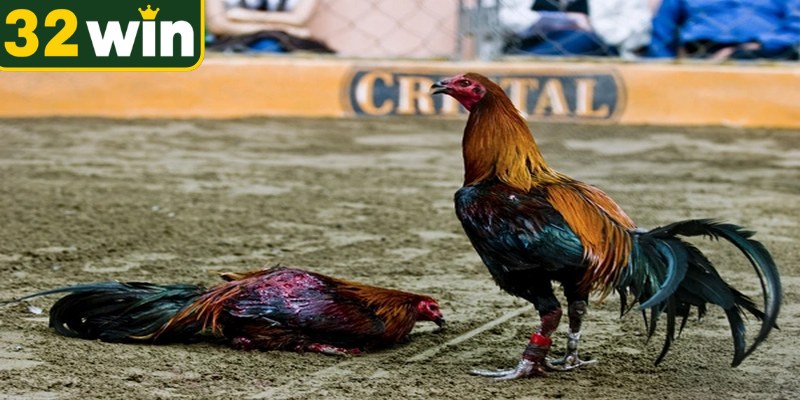 Bước chân vào không gian chuyên nghiệp đá gà cựa dao